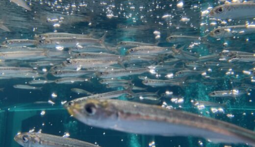 【食レポ】魚を釣って食べられる水族館「アクアマリンふくしま」（福島県いわき市）